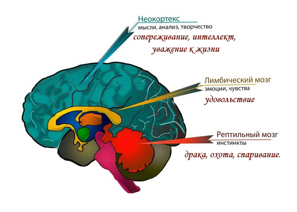 Возраст мозга человека